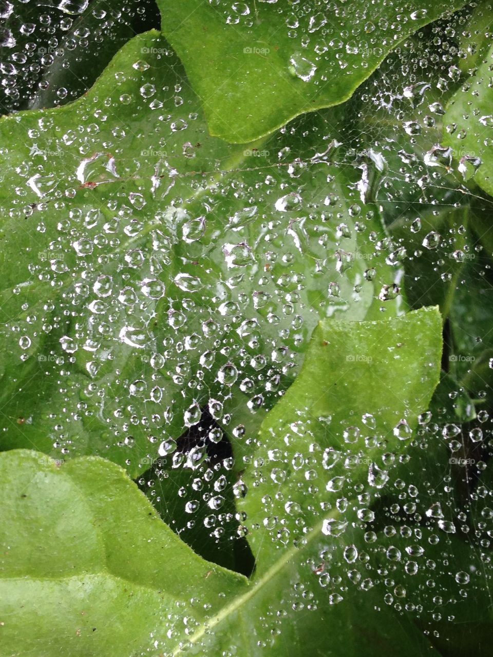 Spiderweb raindrops 2