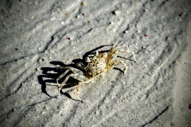 crab
