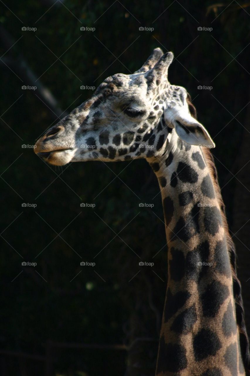 Giraffe head and neck