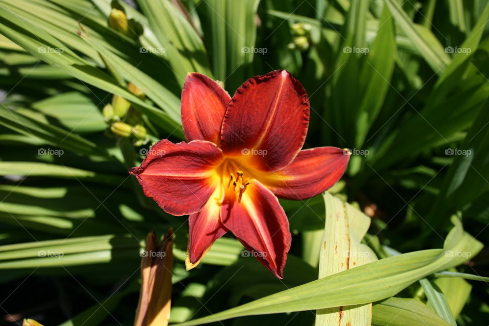 sunny day lilly