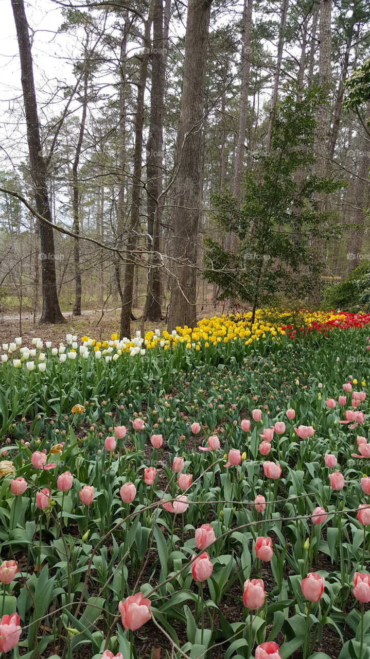 National Park Garden trees Bloons tulips color green trees