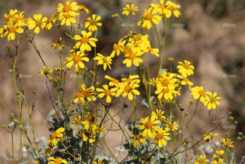 Yellow Flowers in Arizona Spring