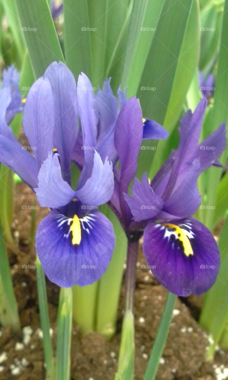 duo potted purple orchid lilly