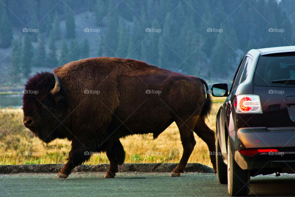 Giant buffalo in Yellowstone