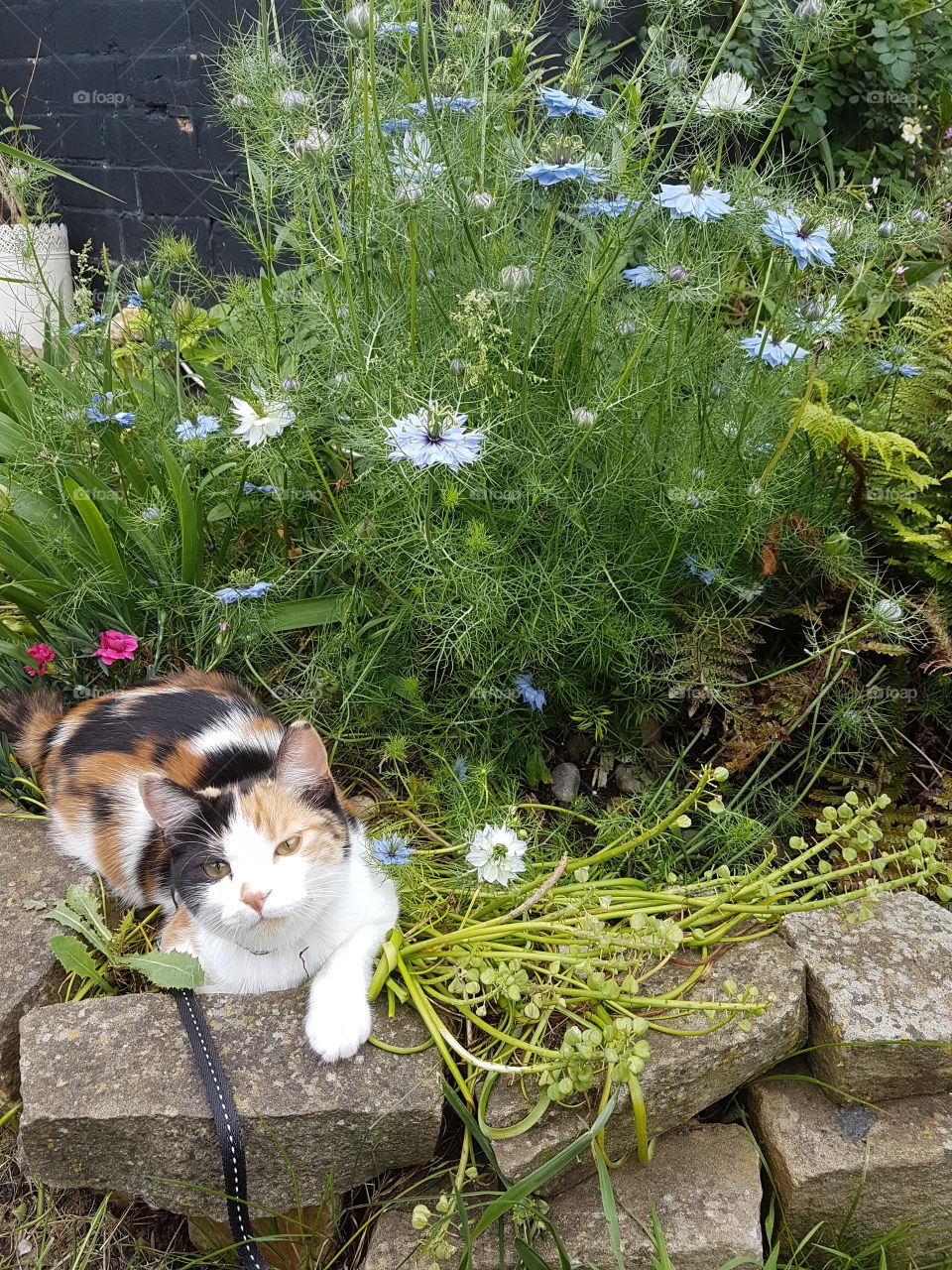 flower cat
