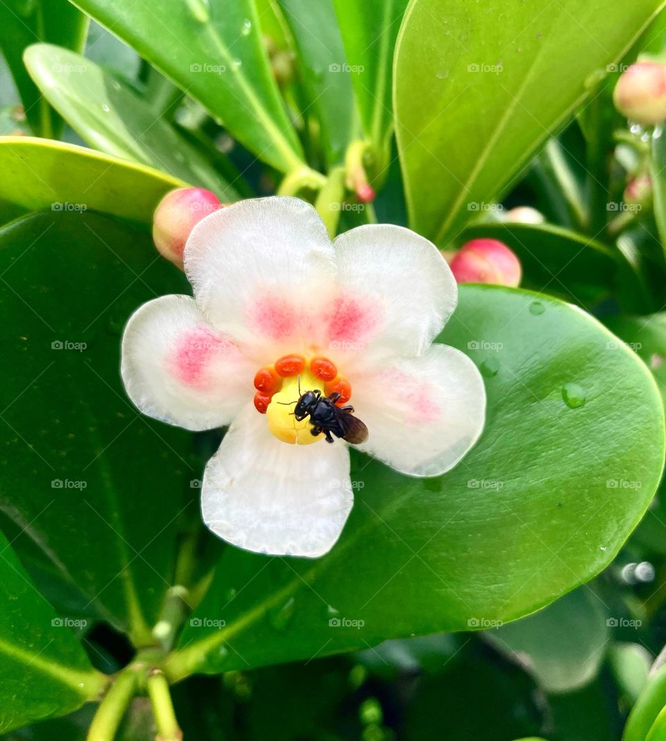 🌼 #Flores do nosso #jardim, para alegrar e embelezar nosso dia! 
#Jardinagem é um ótimo #passatempo! 
E essa #abelha?
🌸📸🌹🐝 