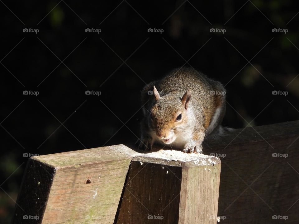 A close up of a squirrel 