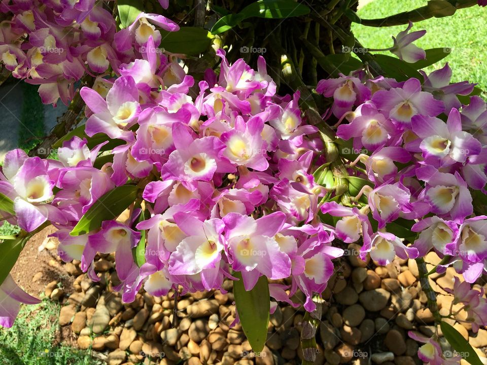 Orchids 🌸🌸🌸