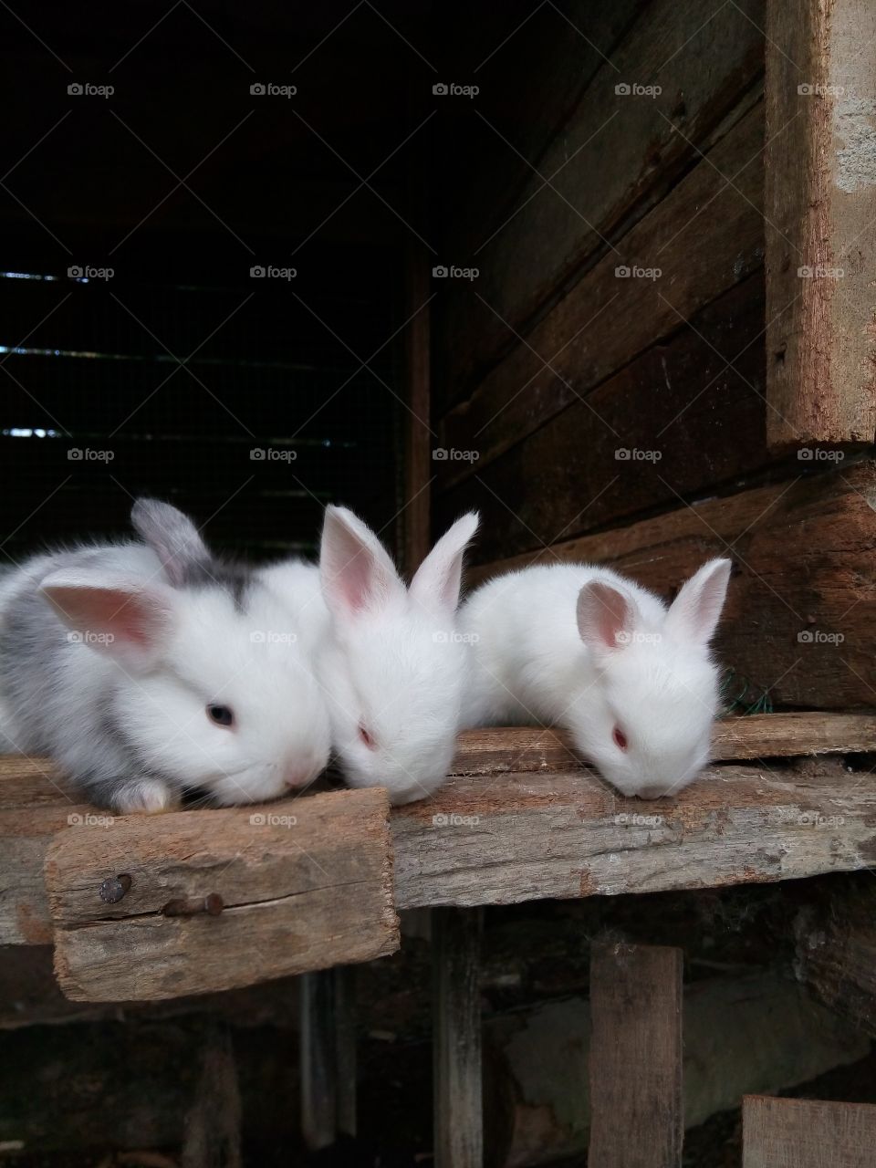 Triple bunny