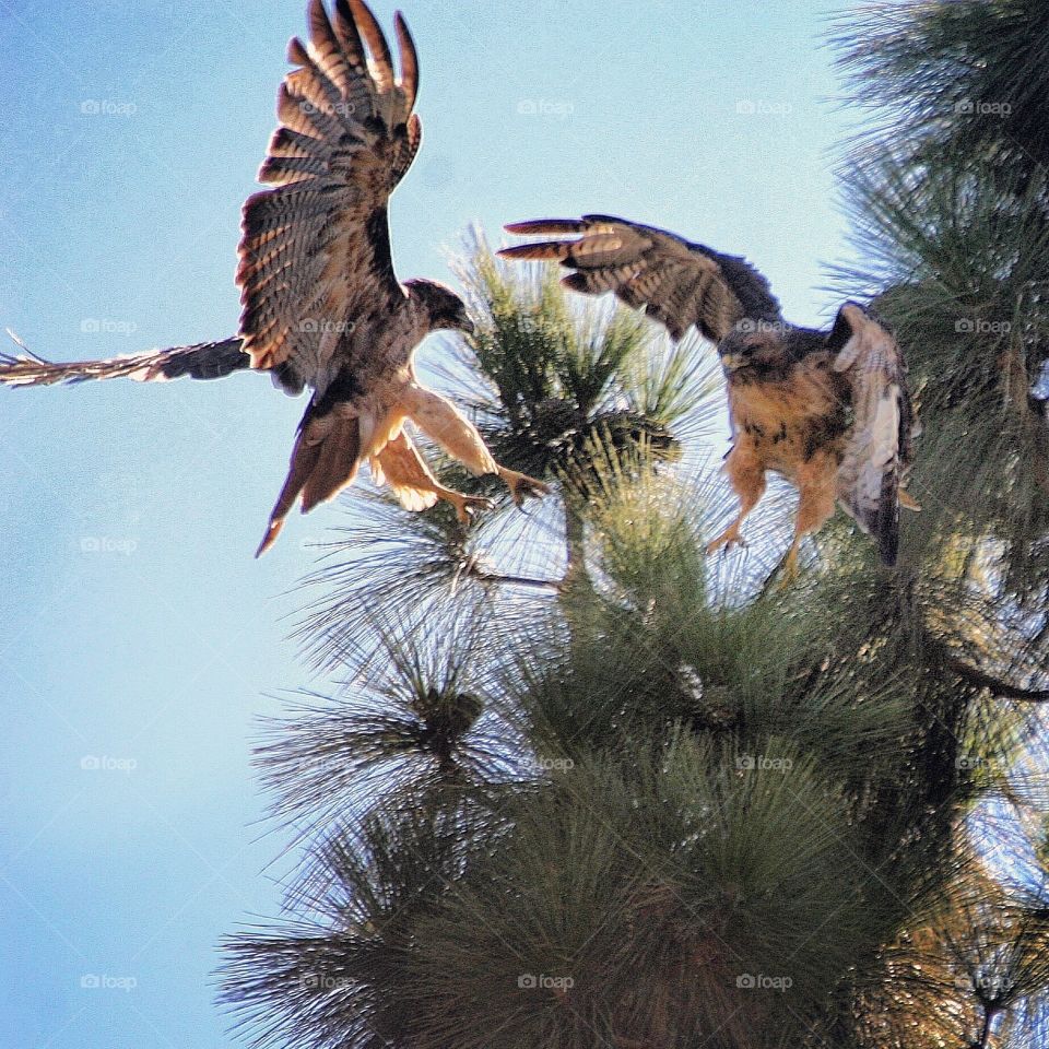 
Two Red Tailed Hawks on a tree top