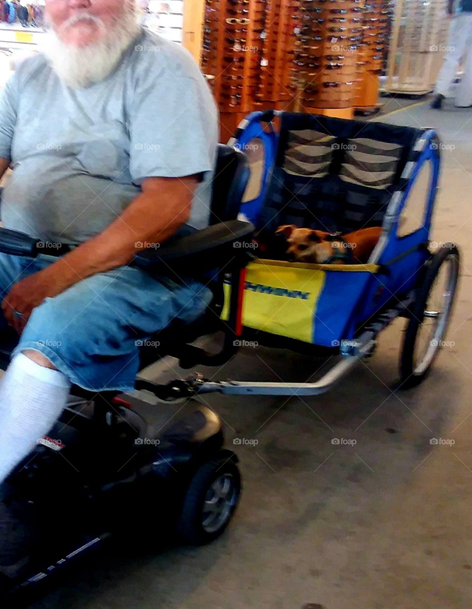 puppies on the go in the cart through the market from point A to point B