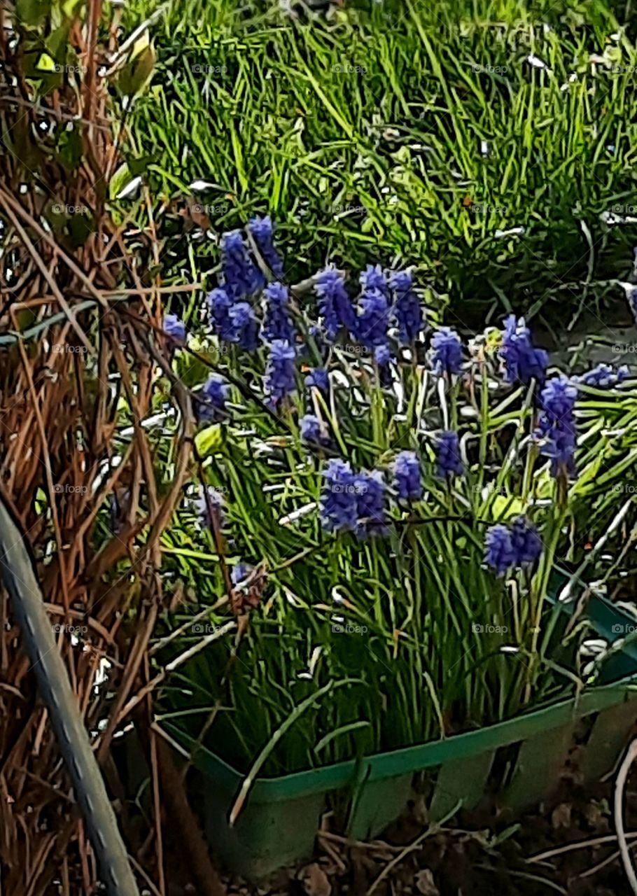 Group of blue sapphire flowers in afternoon  light