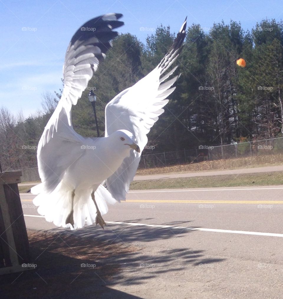 Seagull mid flight