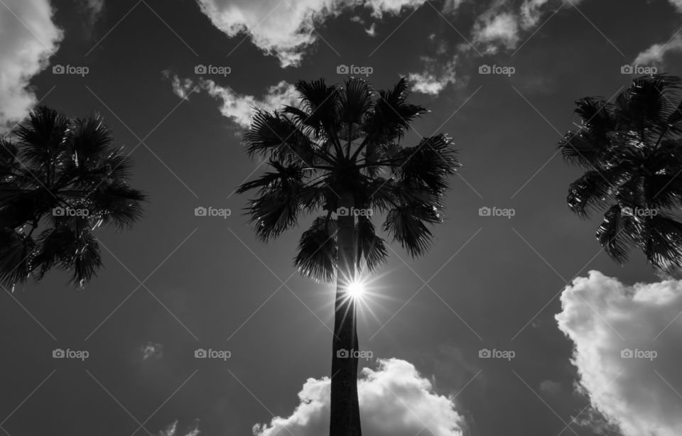Palm Tree Silhouettes 