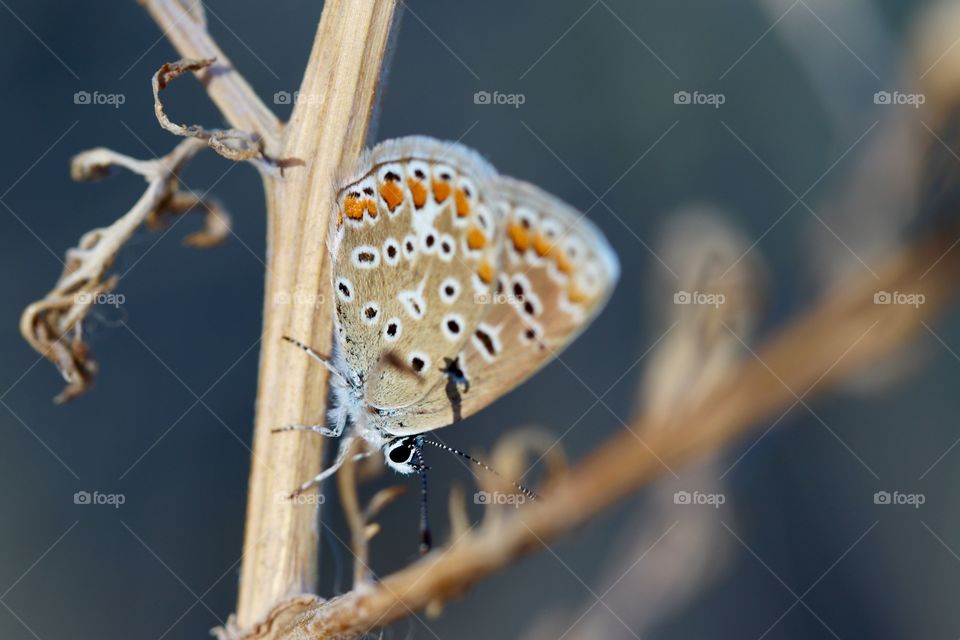 Beautiful butterfly on twig
