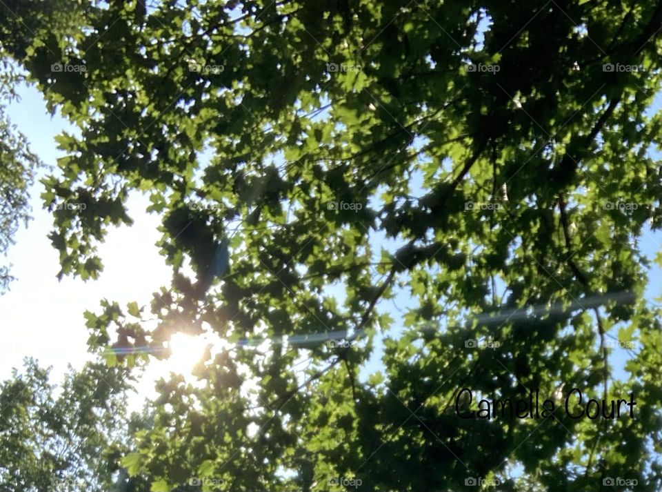 Soft sunlight through the trees