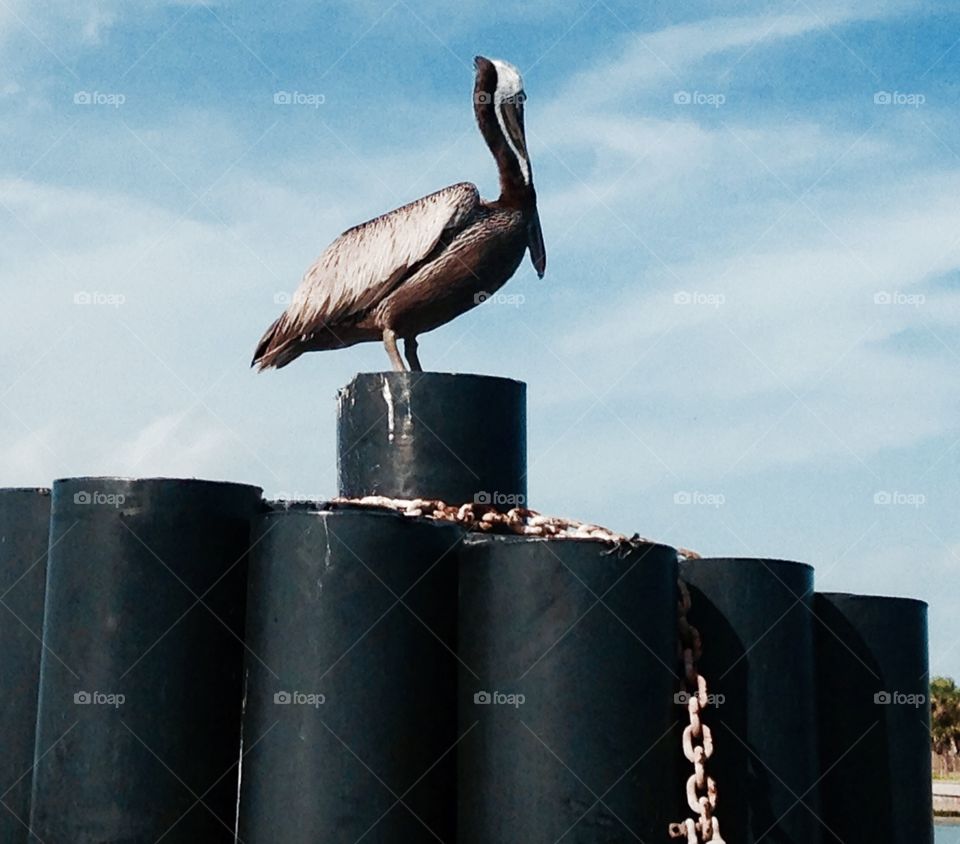 Pelican with a view. 