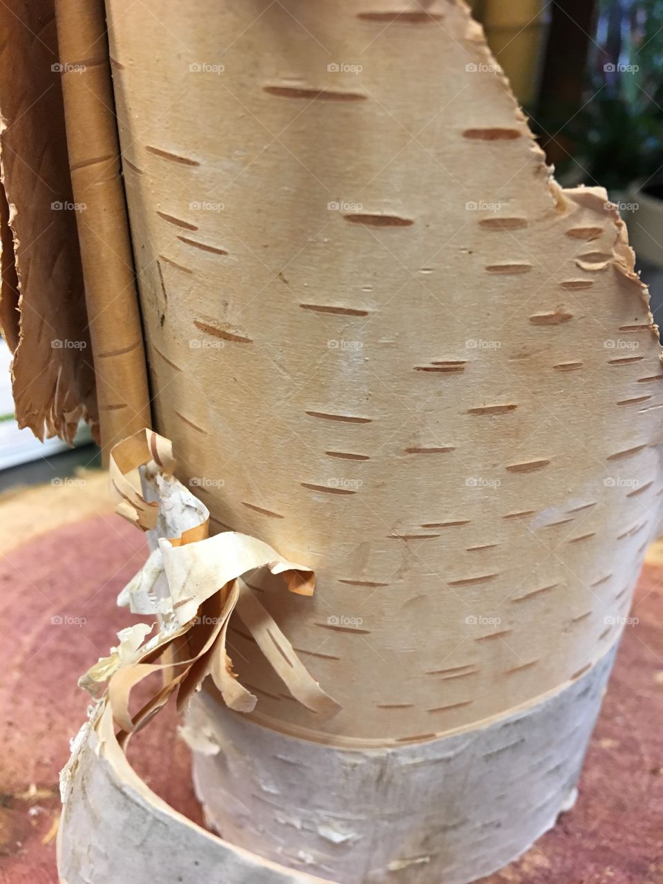 White Birch bark
