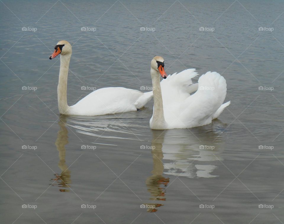 birds swans urban animal on a city lake