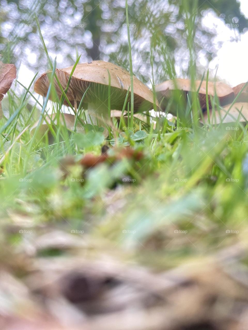 Mushrooms and grass