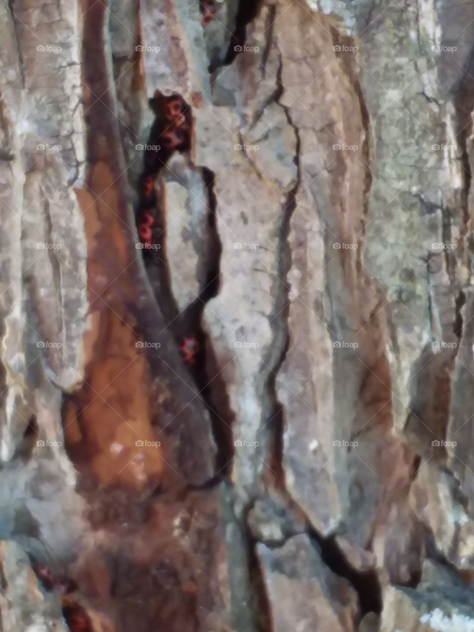 ladybug nest