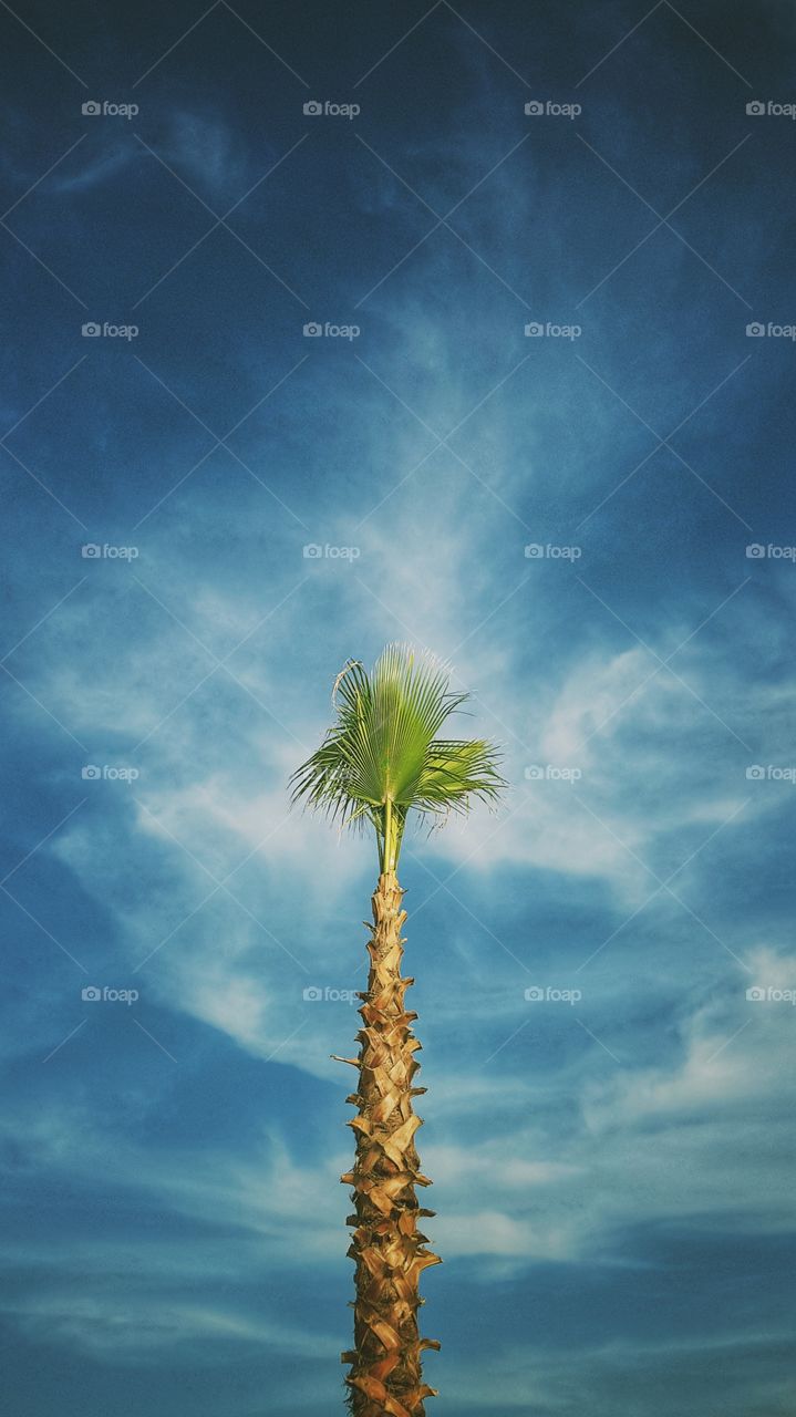 palm