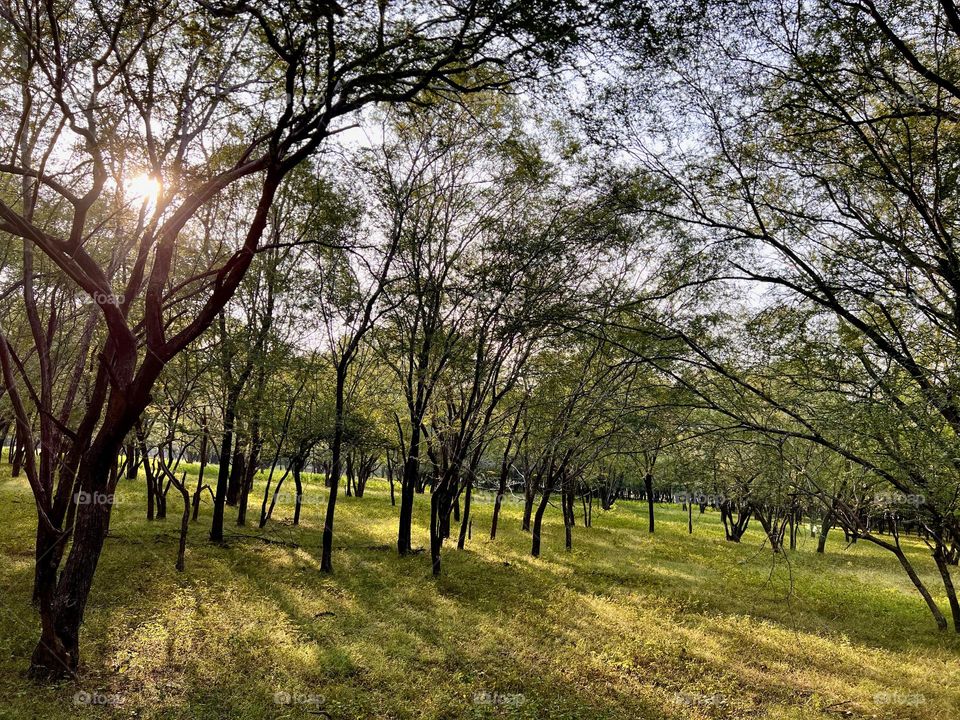 Ranthambore Forest -India