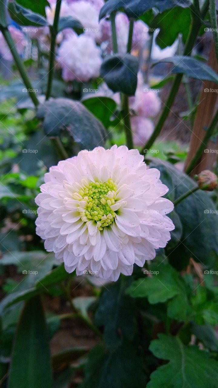 Mind and flower are the same thing, when the right time comes, both open. - Jim Carrey