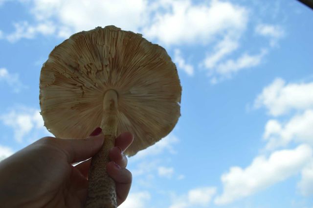 mushroom
