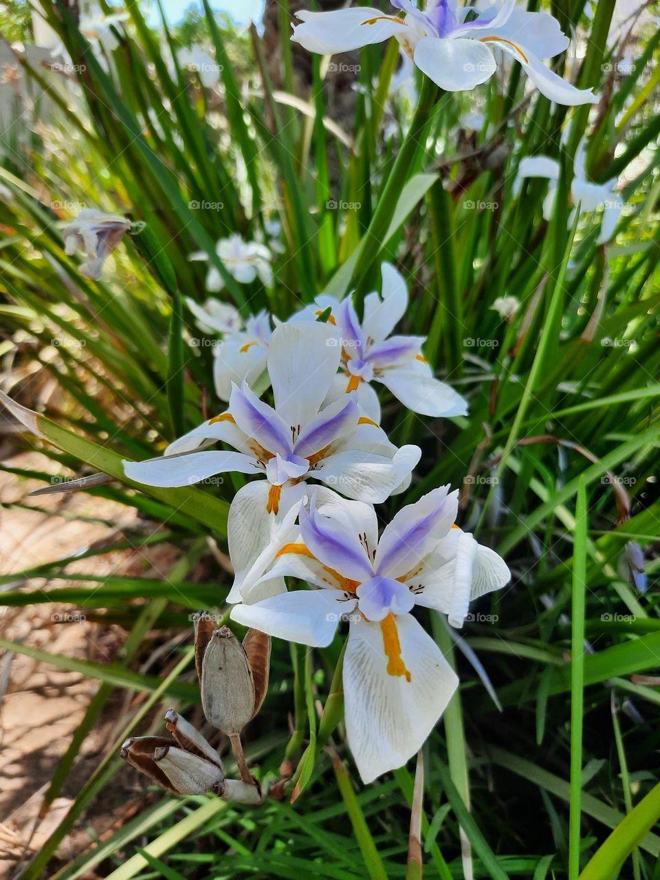 beautiful little life