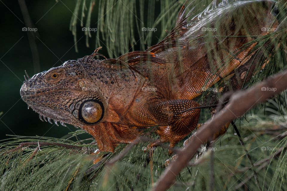 Iguana