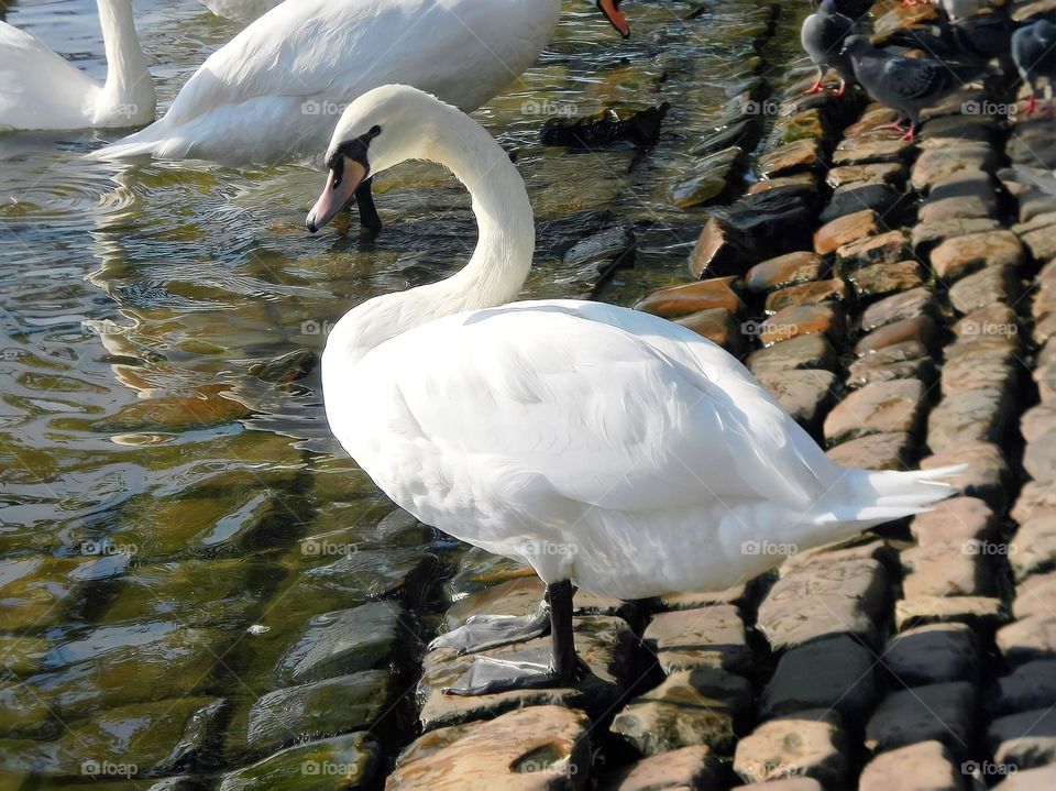 White Prague swan