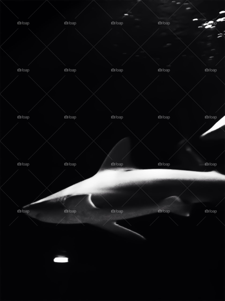 italy black shark acquarium by annalu13