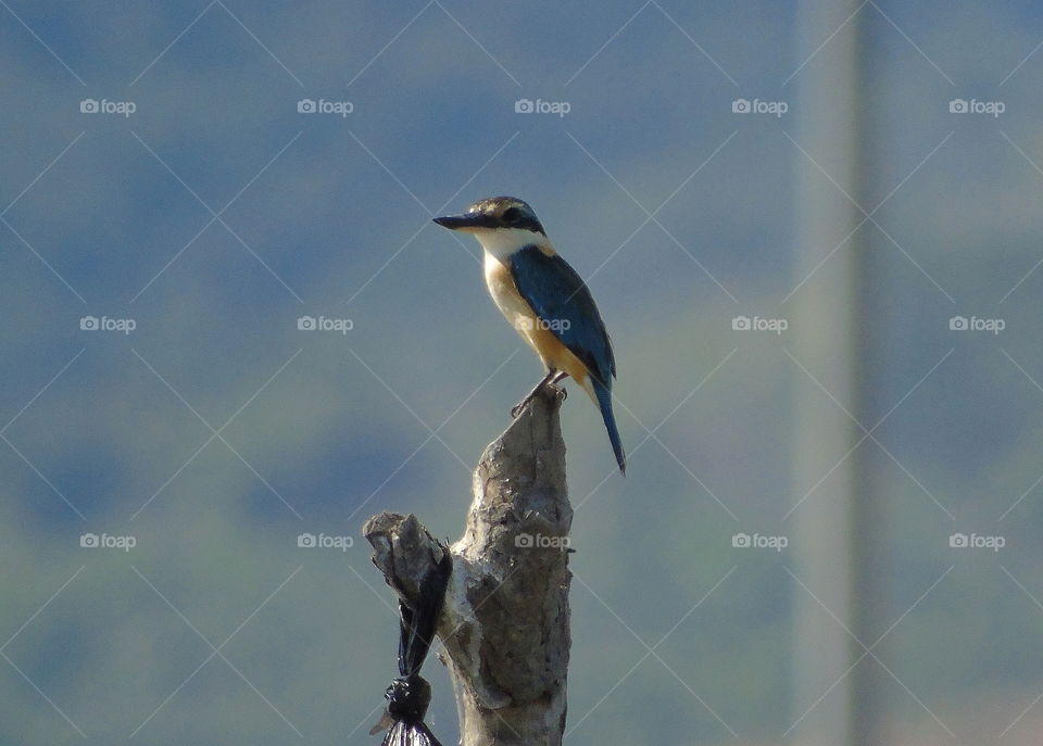 Sacred Kingfisher. Medium sized kingfisher than the small one blue kingfisher. The size's look for similar with the white - collared kingfisher. Colour of its abdominal side is yellow- oranje to look for little chocolatd with blue of the dorsal.