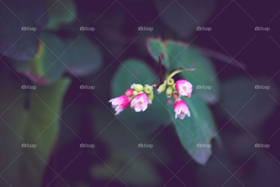 Common snowberry flowers 