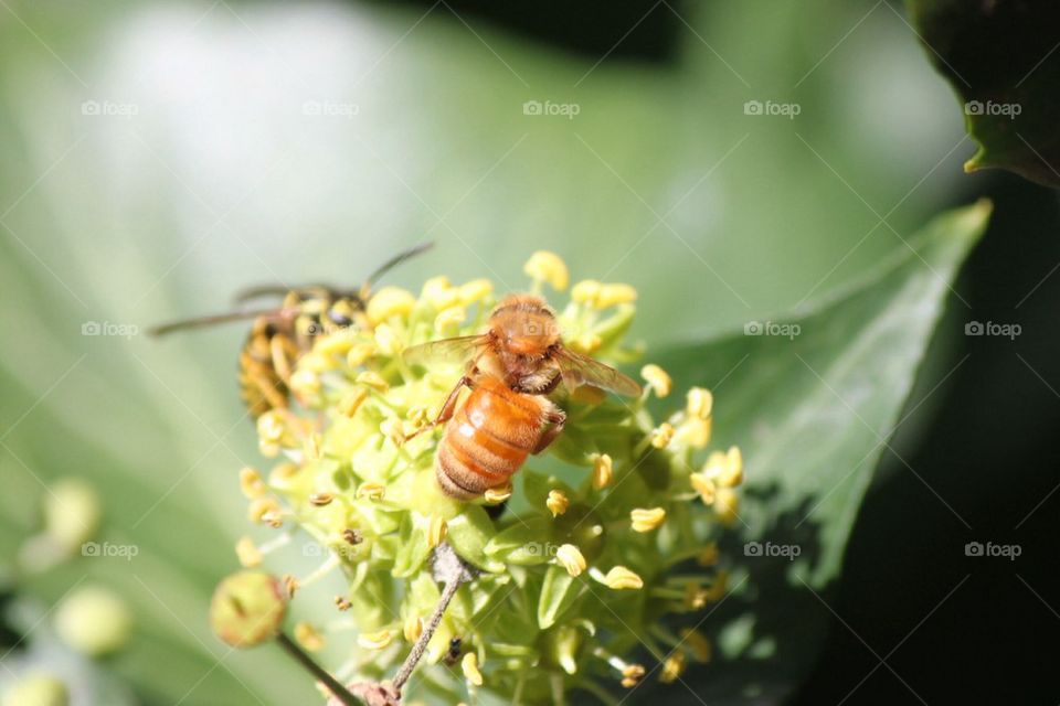 Wasp up Close and Personal