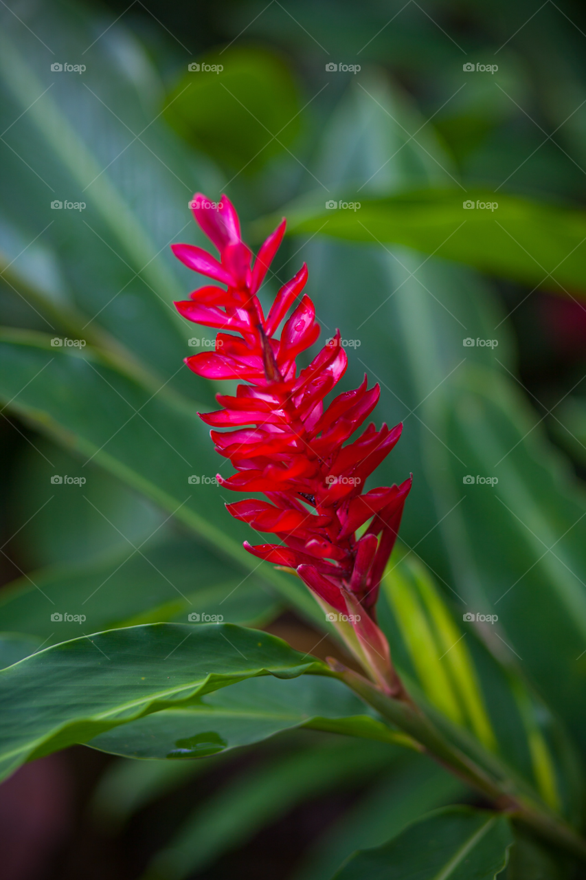 flower red leaves plant by comonline
