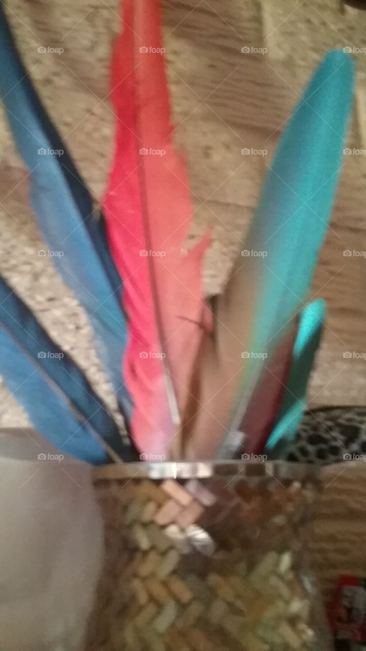 feathers