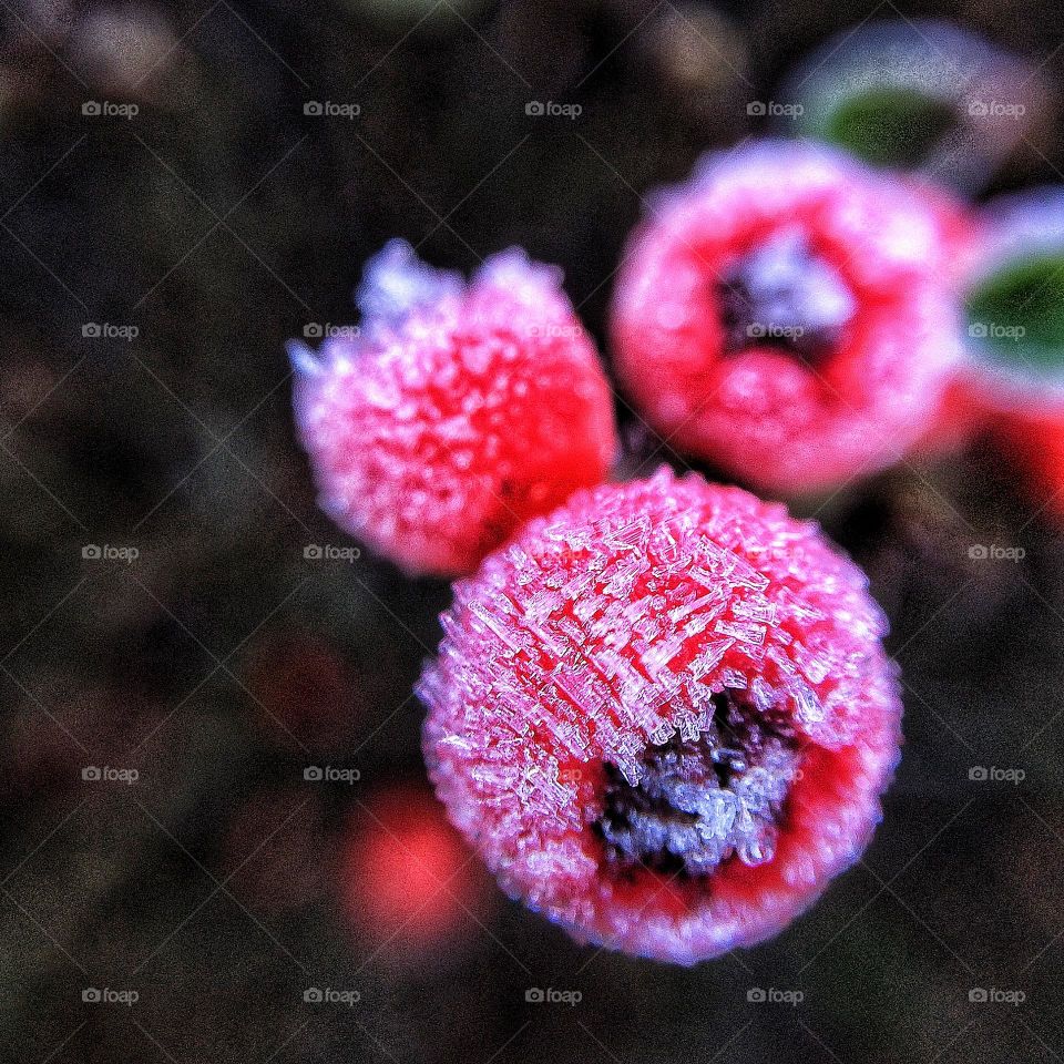 Little red berries covered in heavy frost ❄️