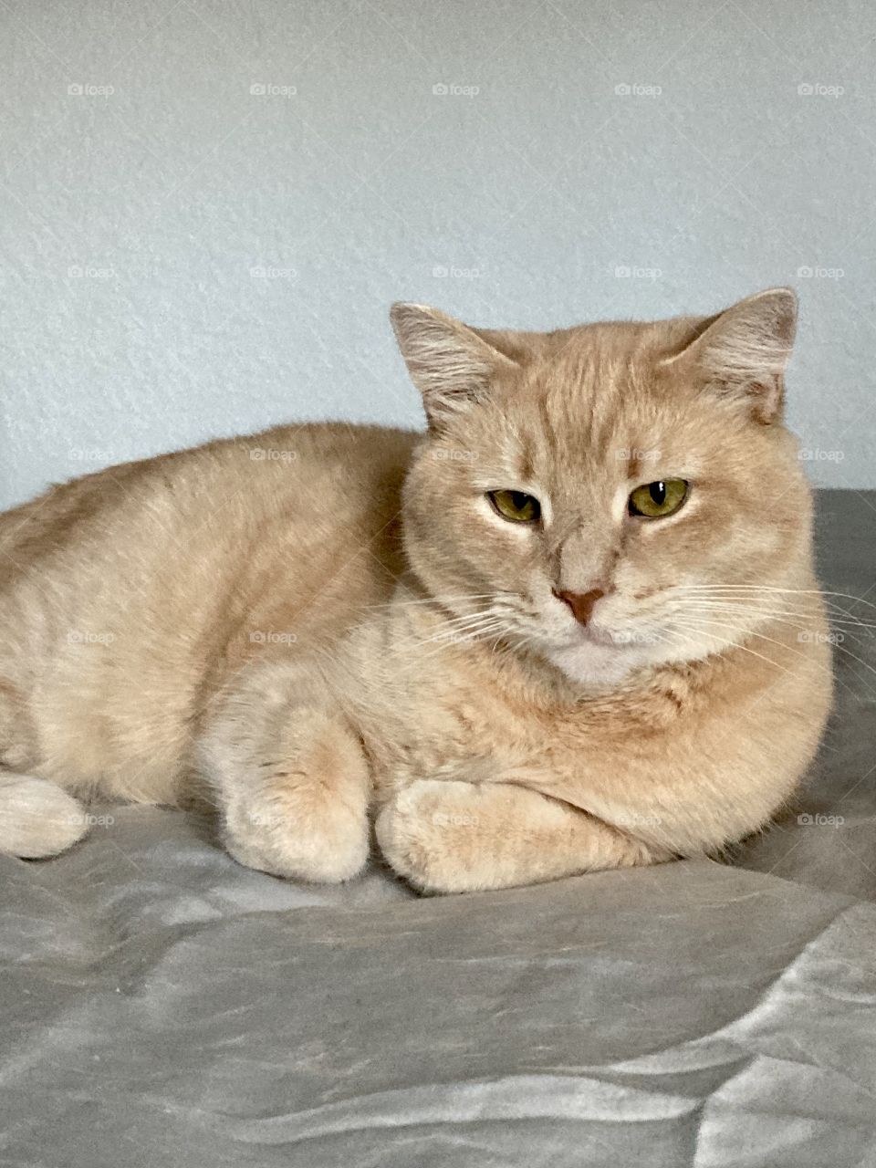 Light orange cat on bed with gray sheets