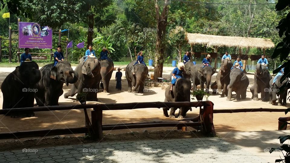 Elephant parade thailand