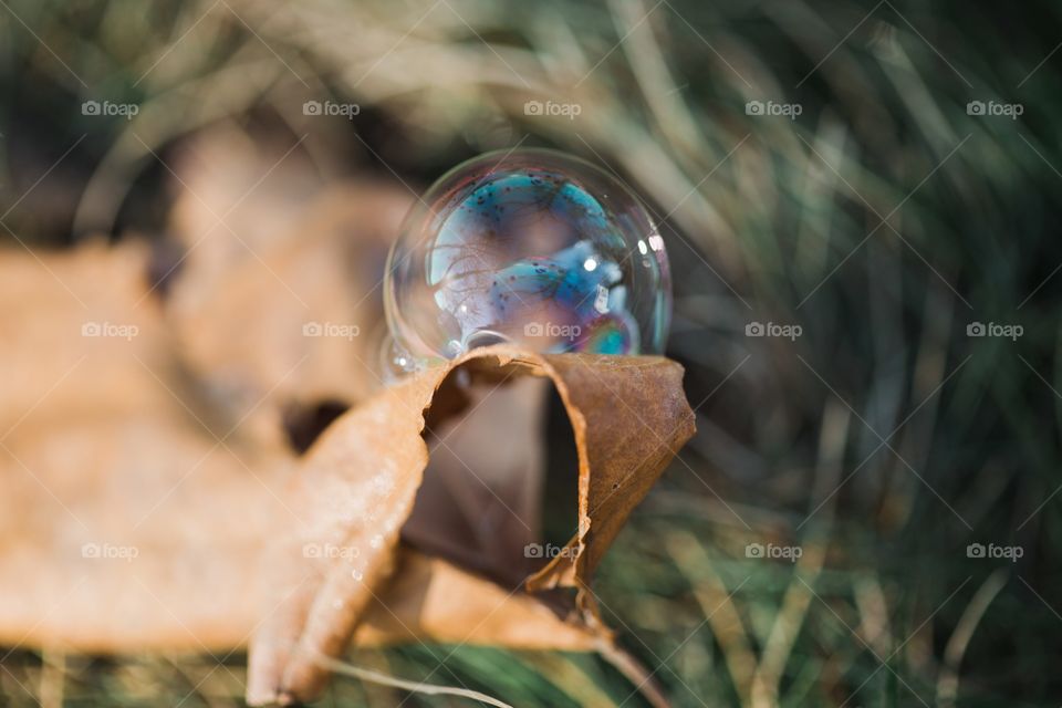 Bubble on leaf