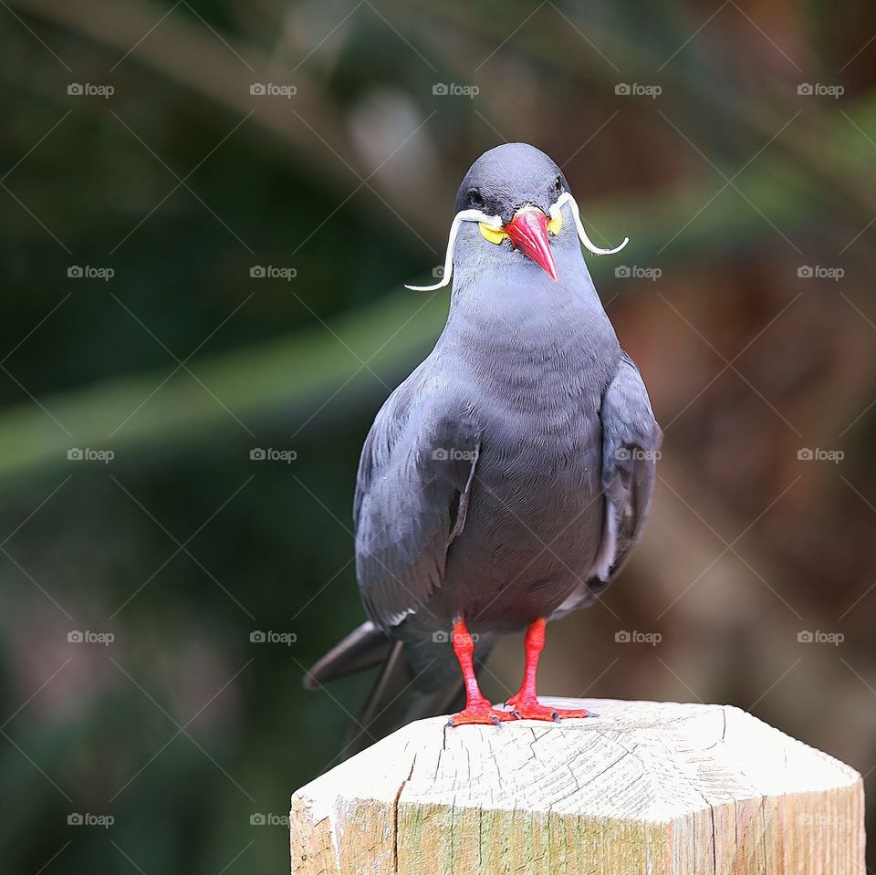 Little birdie. Aviary~Jacksonville Zoo