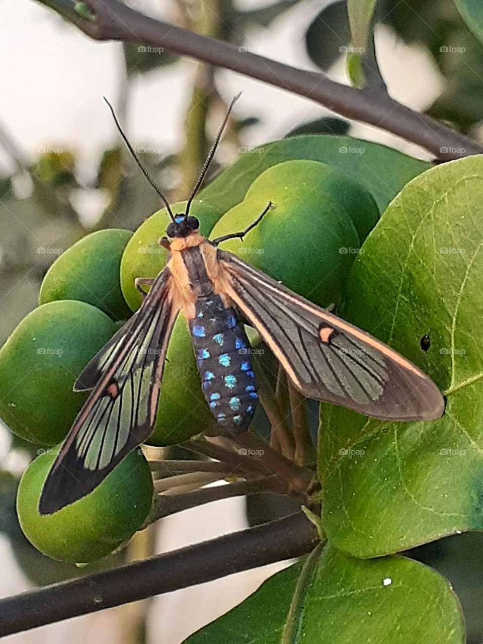 Beautiful color Bug
