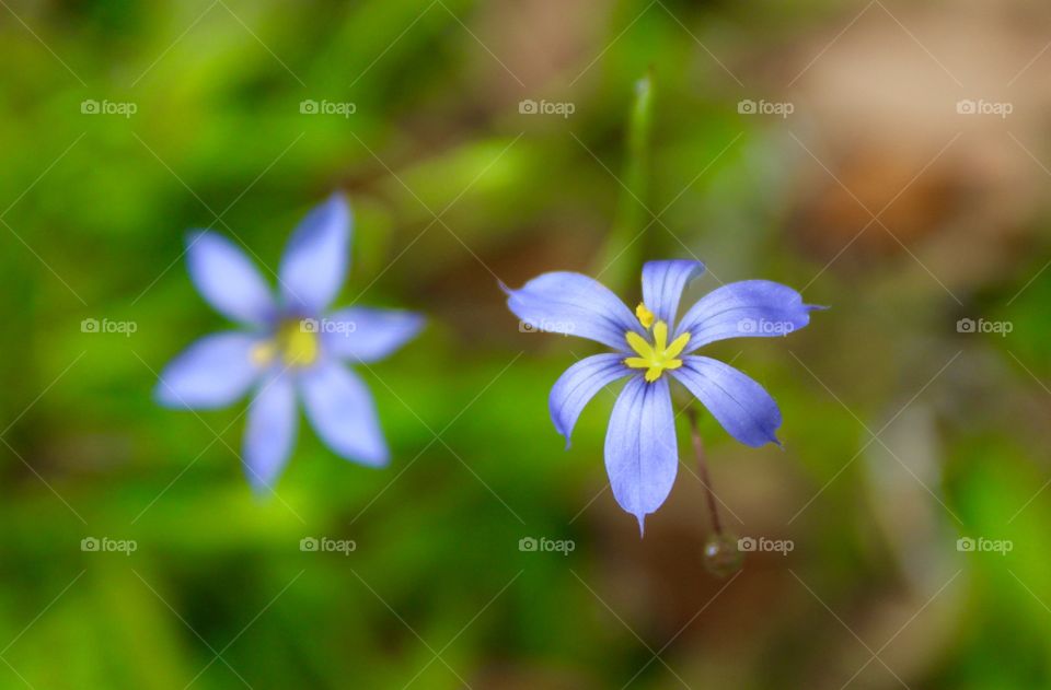 Blue and yellow wildflower 