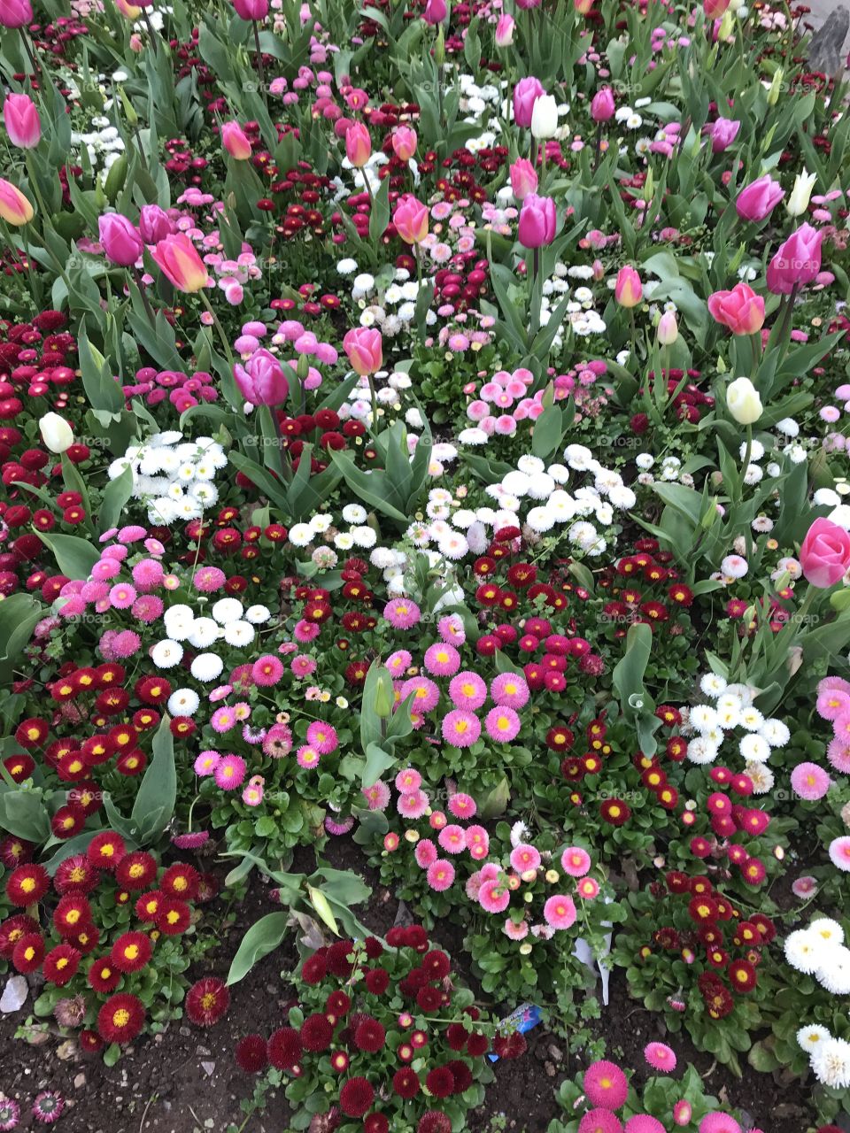 Glorious flowers from the parklands of the resort of Torquay, on the English Riviera.