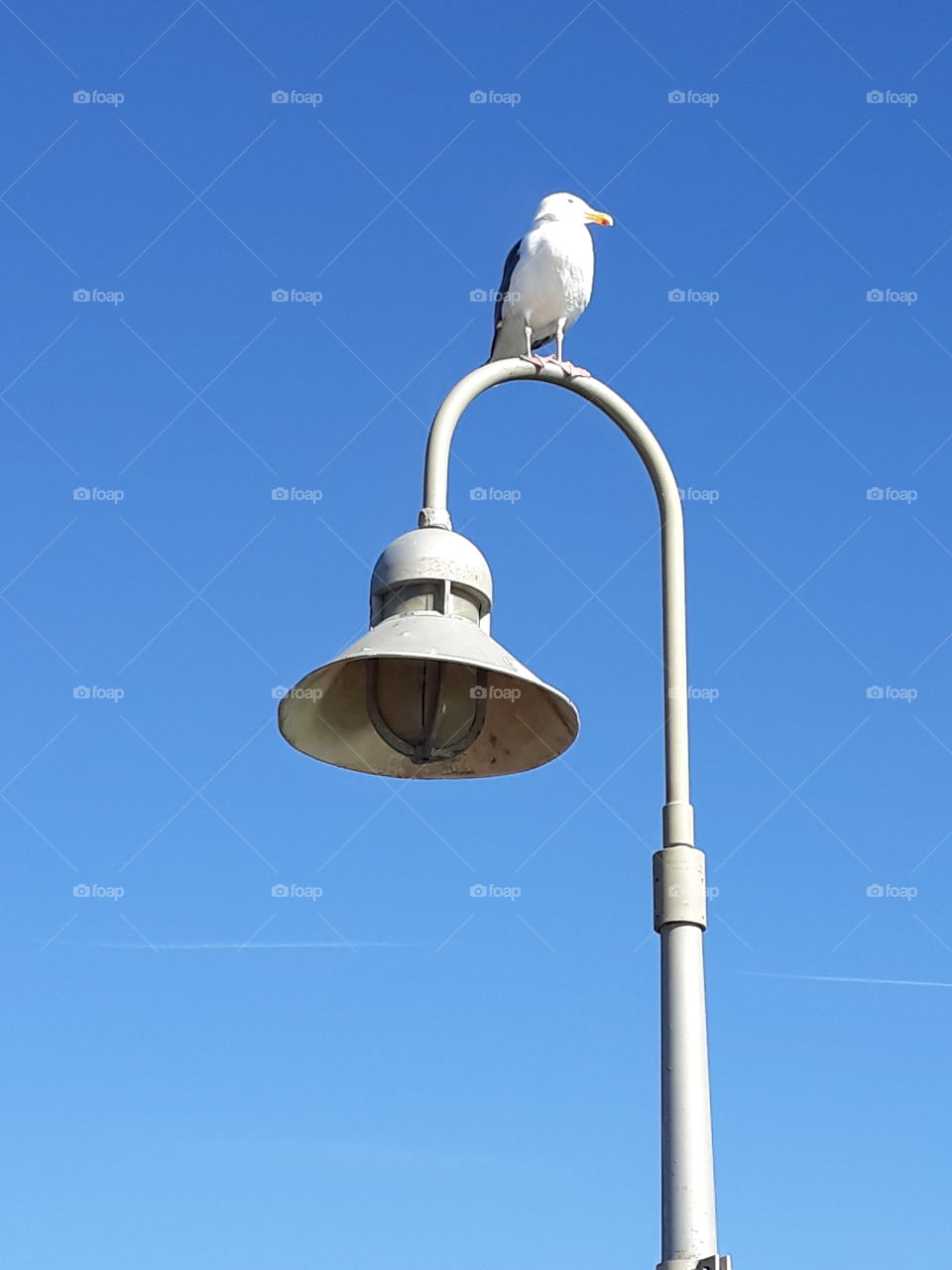 I wanted to focus on the bird on top of the lamppost, and so, having no distractions in the background, except for the sky, created a canvas to which the sky, bird, and lamp are the main focuses