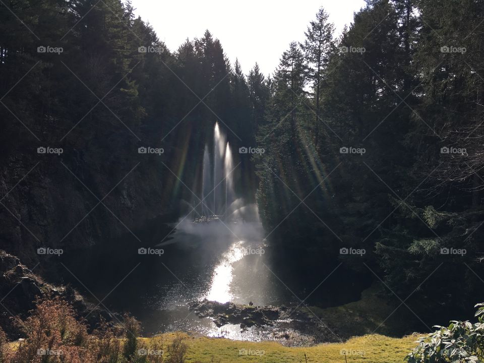 Sunlight through trees on pond