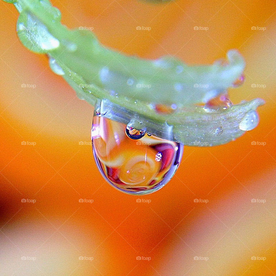 Tiny water droplet hanging from a flower petal
