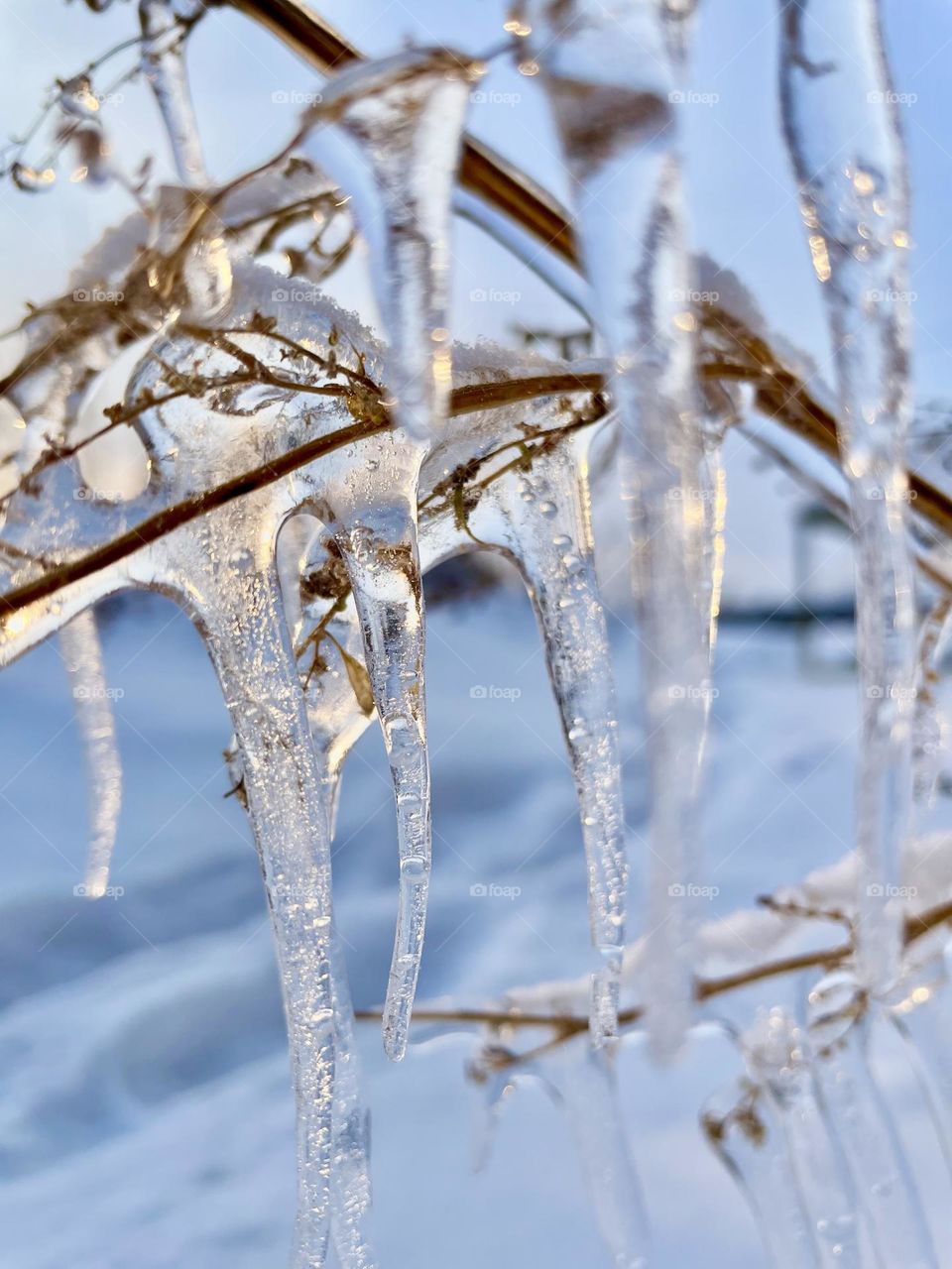 Beautiful transparent icicles on thin twigs winter landscape